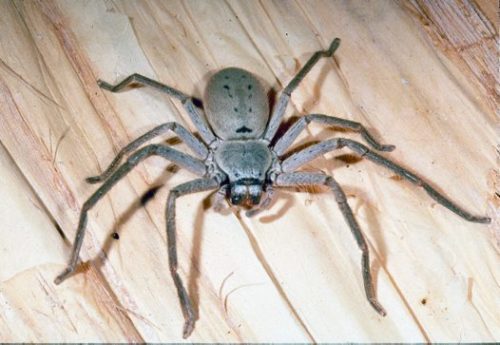 Huntsman Spider - Up to 13cm