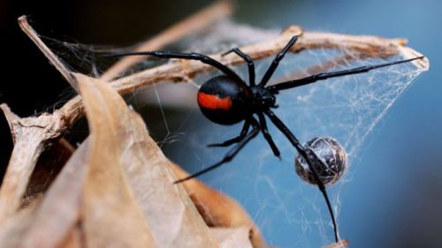 Redback Spiders 1-3cm