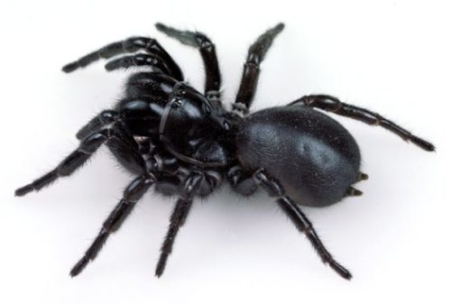 Sydney Funnel Web Spider 3-7cm