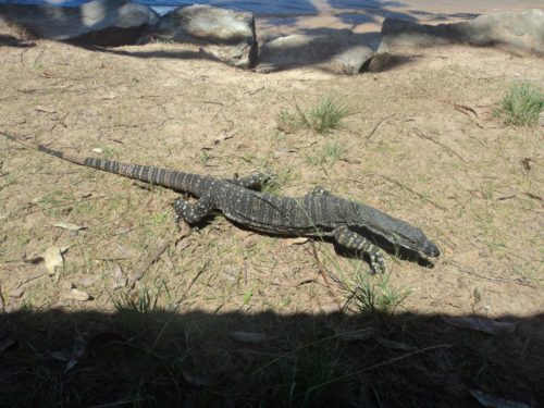 Goanna at The Basin campsite in Palm Beach