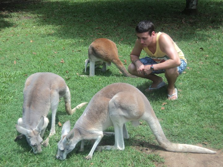 Kangaroos at Steve Irwin Zoo