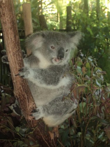 Koala Bear at Steve Irwin Zoo in Queensland