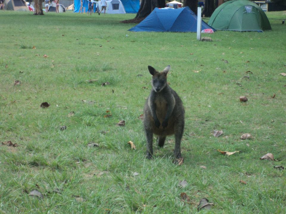 Wallaby Sighting camping at the Basin in Palm Beach
