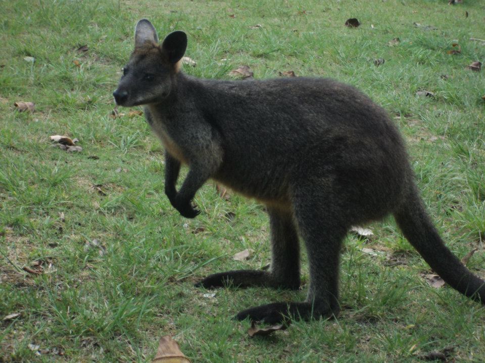 Wallaby visiting us at the Basin campsite