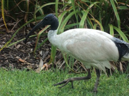 White Ibis