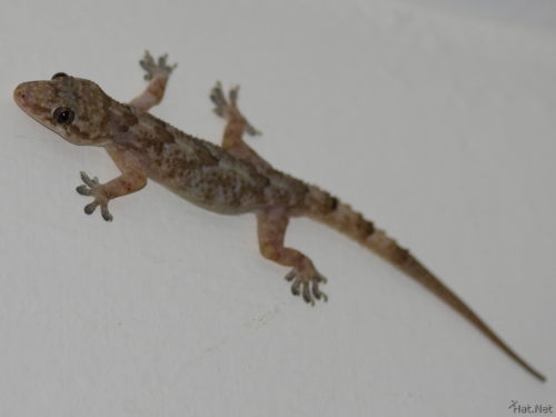 Geckos