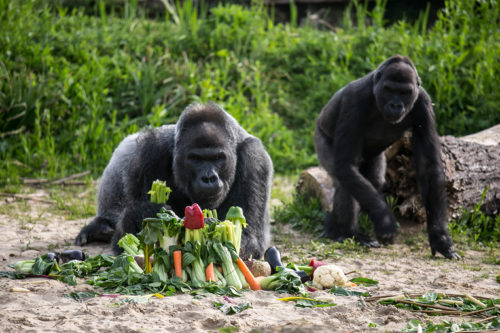 Bristol Zoo Gorillas