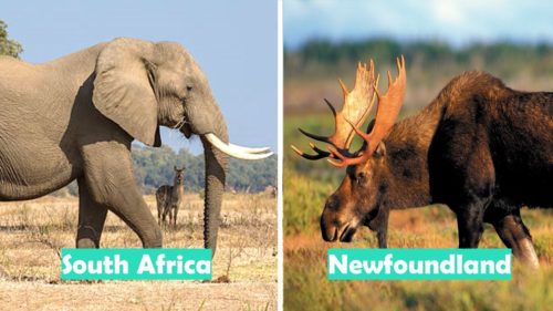 South Africa vs Newfoundland