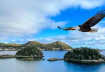 Eagles over Burin, Newfoundland – An eternal connection Eagles over Burin, Newfoundland