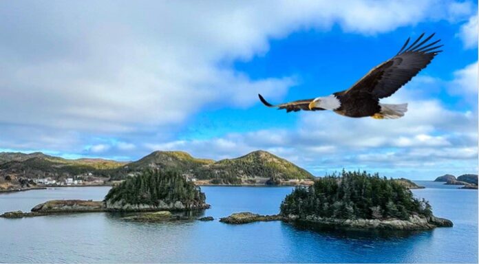 Eagles over Burin, Newfoundland